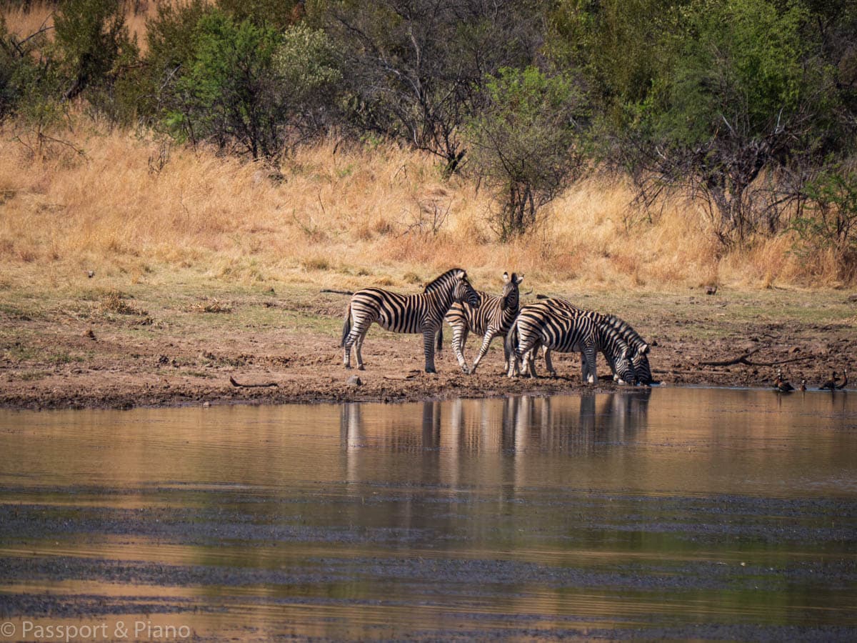 Pilanesberg Game Park Day Tour - Gallery image 3
