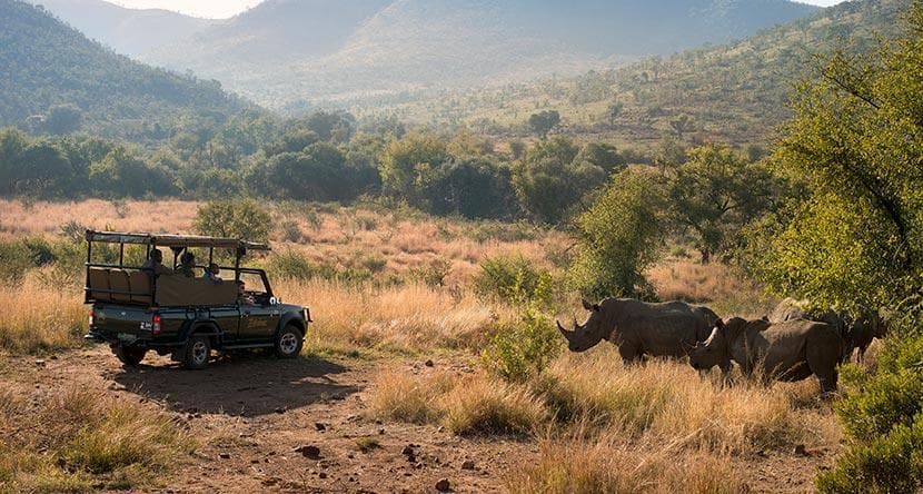 Pilanesberg Game Park Day Tour - Gallery image 4