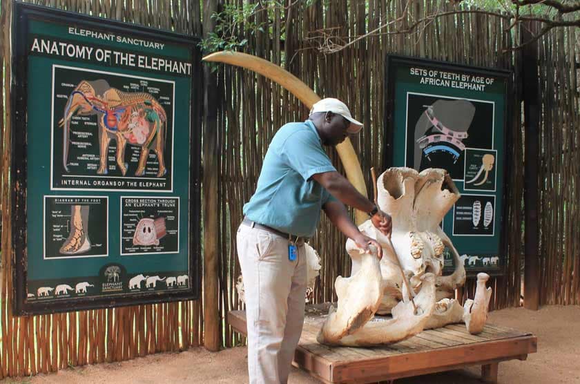 Elephant Sanctuary - Image 2