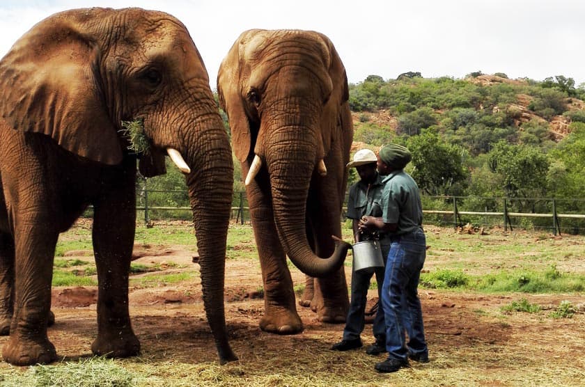 Elephant Sanctuary - Image 3