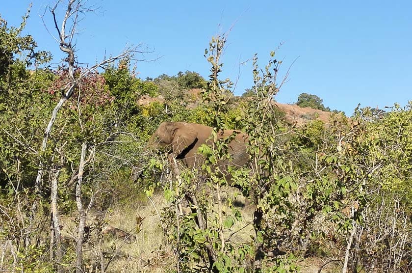 Elephant Sanctuary - Image 6