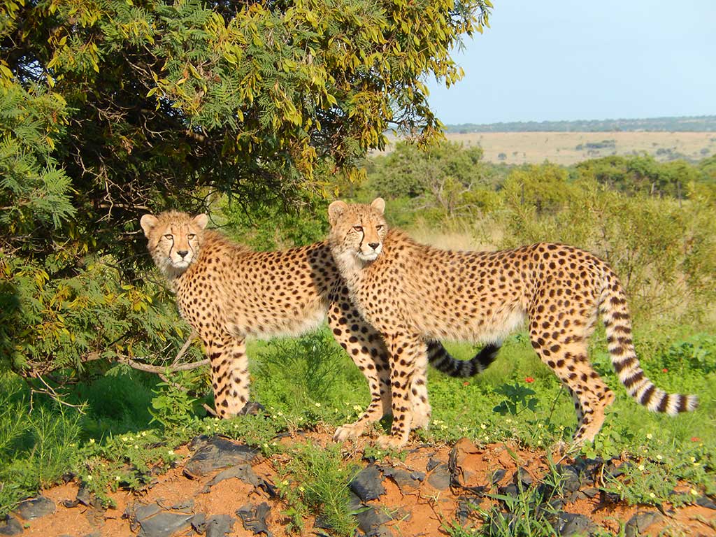 Lion and Cheetah Sanctuary - Image 2