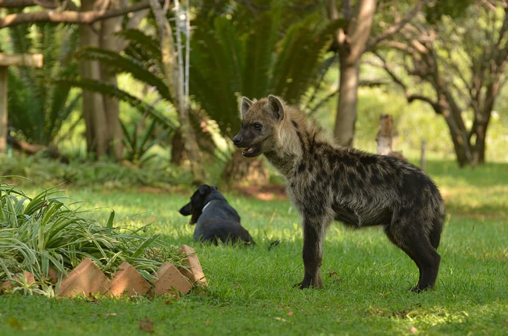 Lion and Cheetah Sanctuary - Image 3