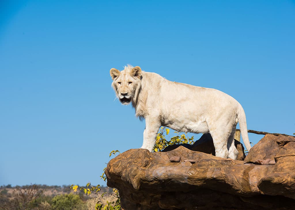 Lion and Cheetah Sanctuary - Image 4