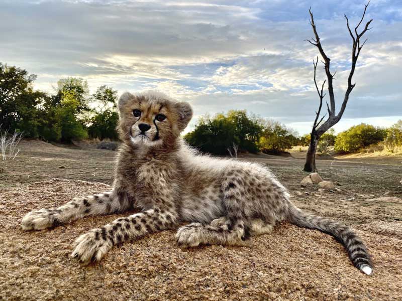 Ukuthula Lion Walk