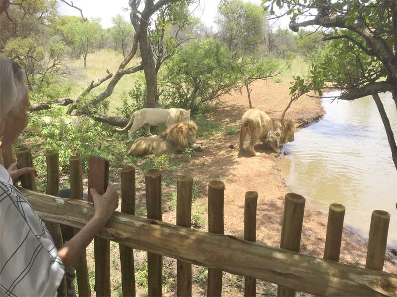 Ukuthula Lion Walk - Gallery image 4
