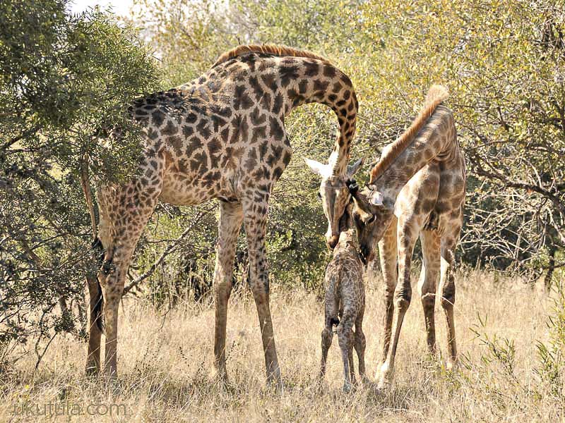 Ukuthula Lion Walk - Image 5