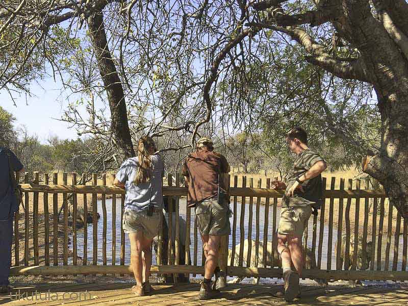 Ukuthula Lion Walk - Image 6