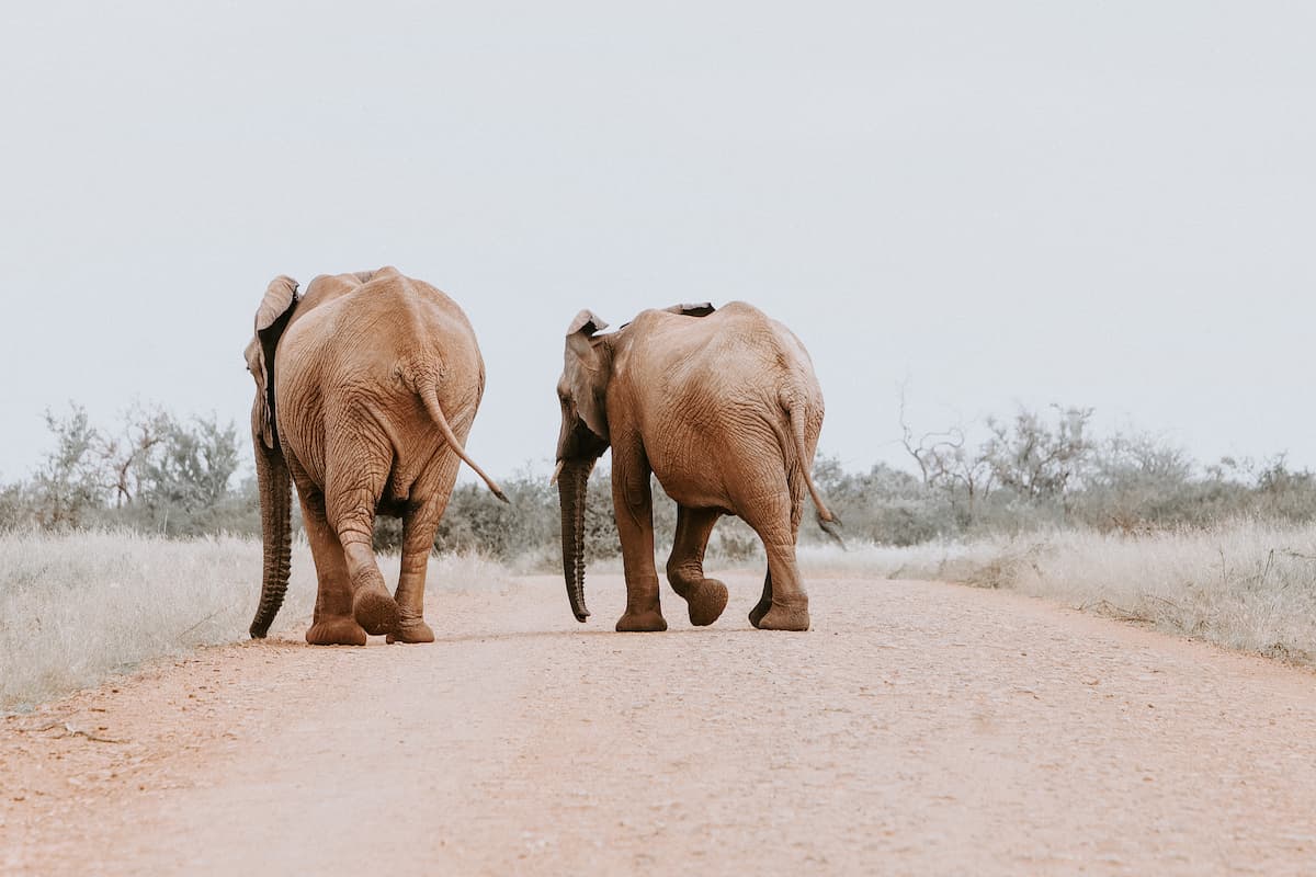 Madikwe Game Park Wildlife Experience - Gallery image 3