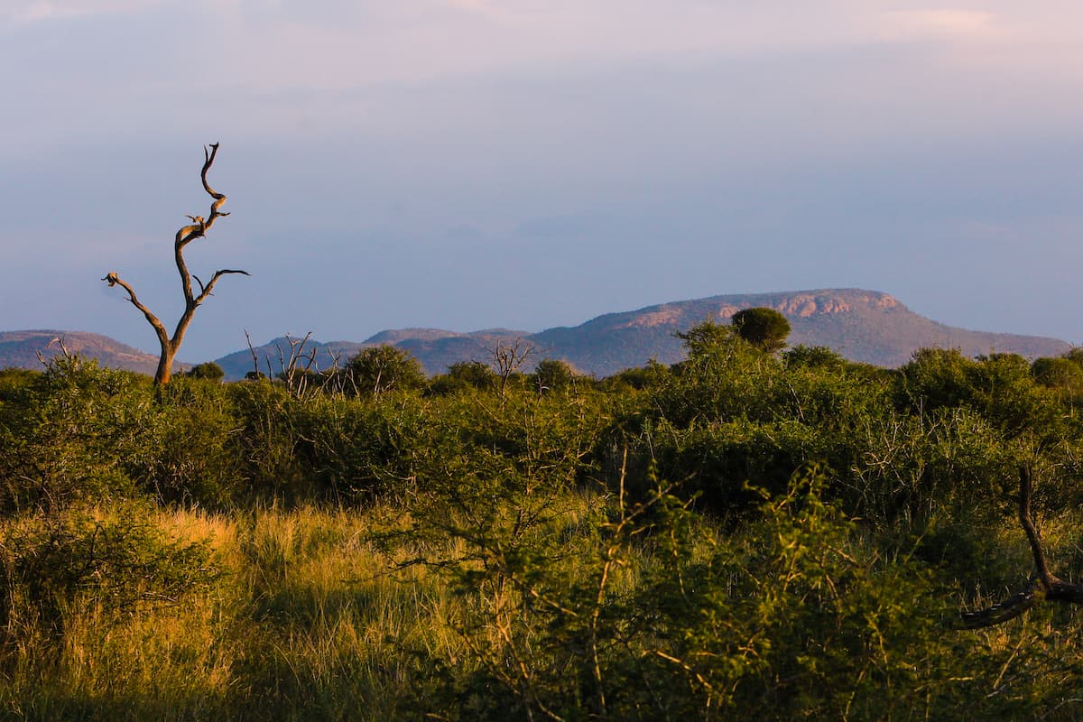 Madikwe Game Park Wildlife Experience - Gallery image 4
