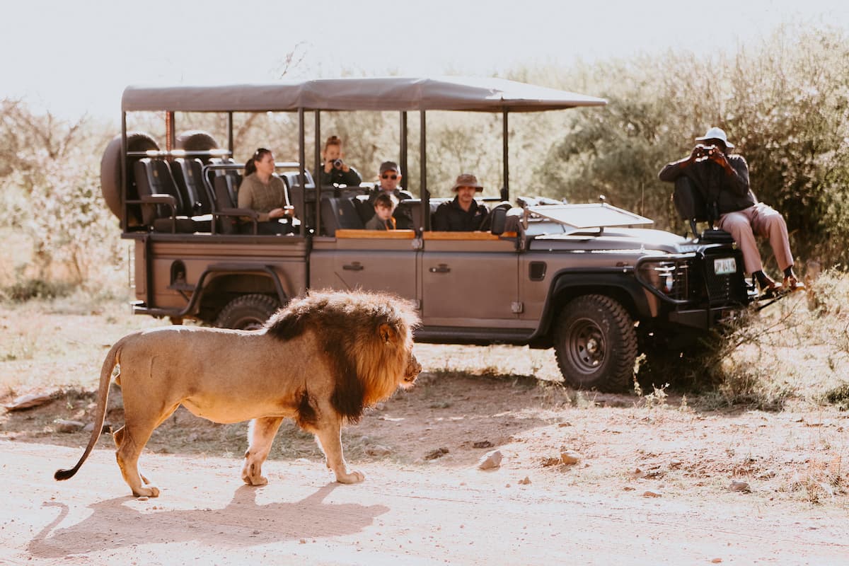 Madikwe Game Park Wildlife Experience - Image 6
